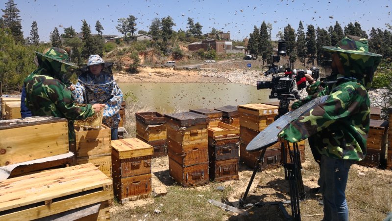 “蜂”暴大片！取景云南！不用加特效，也能媲美好萊塢！ 
